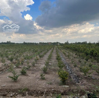 Mặt Tiền Đường Kênh 4, Xã Bình Lợi, Huyện Bình Chánh 1000M2 Sổ Riêng
