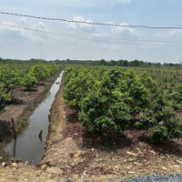 Mặt Tiền Đường Kênh 4, Xã Bình Lợi, Huyện Bình Chánh 1000M2 Sổ Riêng