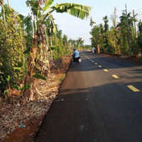 Lô Đất 1000M2 Phủ Hồng Đường Nhựa Thuộc Bàu Lâm Xuyên Mộc Brvt