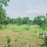 View Cực Phẩm, Đất Bám Suối, Có Ao Có Nhà, Sẵn Nhiều Cây Ăn Quả Và Cây Bóng Mát Lâu Năm