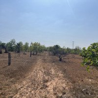 Chính Chủ Bán Lô Đất Đẹp 5662M2. Thôn 6 Hàm Đức. Hàm Thuận Bắc, Bình Thuận