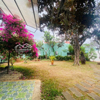 Bán Nhà Vườn 975M2 Đường Cách Mạng Tháng 8 - Tp Pleiku, Gia Lai, Cách Quảng Trường Đại Đoàn Kết 1Km