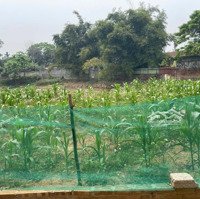 Rẻ Nhất Phú Mãn Anh Chị Ạ Chủ Cần Tiền Bán Gấp 95M2 Full Thổ. Đường Thông, Khuôn Thửa Đẹp