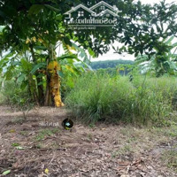 Đầu Tư Tăng Giá Cao Đất Vườn Định Quán, Giáp Suối Trong Lành, Chỉ 300 Triệu/Sào