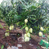 Đầu Tư Tăng Giá Cao Đất Vườn Định Quán, Giáp Suối Trong Lành, Chỉ 300 Triệu/Sào