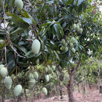 Đầu Tư Tăng Giá Cao Đất Vườn Định Quán, Giáp Suối Trong Lành, Chỉ 300 Triệu/Sào