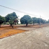 Bán Đất 146,6 M2 Tại Xã Thụy An, Ba Vì, Hà Nội, 8,5 Triệu / M2 Hot!