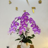 Cho Thuê Căn Hộ 3 Phòng Ngủ 2 Vệ Sinh 110M2, Midtown Phú Mỹ Hưng, Giá Siêu Hời, Tân Phú, Quận 7, Tp. Hcm