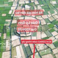 Văn Phòng Gd Bđs Quangvinh Chào Bán Lô Đất Vườn 234M2 Giá 100 Triệu/Lô.và Nhiều Bđs Giá Mềm Đầu Tư Khác