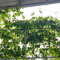 Chính Chủ Cần Bán Nhanh Căn Nhà Mặt Tiền Tại 311, Lê Nhân Tông, Phường An Phú, Tptam Kỳ, Quảng Nam