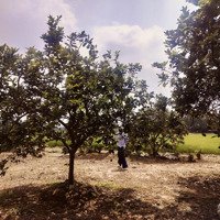 Chào Bán Lô Đất Giá Đẹp Tại Tân Minh Sóc Sơn Diện Tích : 1.201M2 . Có 300 M2 Thổ Cư