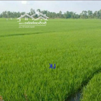 Bán Đất Lúa: 2.600M² (12.5M X 208M) Đường Đá Xe Ba Gác, Xã Nhị Mỹ, H Cao Lãnh