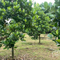 Anh Thịnh Cần Sang 1 Sào Hơn 1000M2 Vườn Mít, Ngay Sát Vòng Xoay Đồng Xoài, Đã Chăm Được Hơn 4 Năm