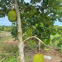 Anh Thịnh Cần Sang 1 Sào Hơn 1000M2 Vườn Mít, Ngay Sát Vòng Xoay Đồng Xoài, Đã Chăm Được Hơn 4 Năm