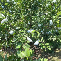 Anh Thịnh Cần Sang 1 Sào Hơn 1000M2 Vườn Mít, Ngay Sát Vòng Xoay Đồng Xoài, Đã Chăm Được Hơn 4 Năm