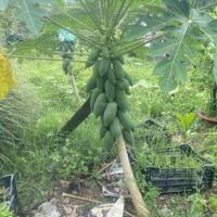 CC cần bán gấp đất biệt thự ở khu sân bay Quốc Tế Long Thành - Đồng Nai