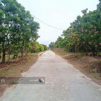 Bán Vườn Xoài Thổ Cư Xã Cam Tân Cam Lâm Khu Giữ Lại 2045