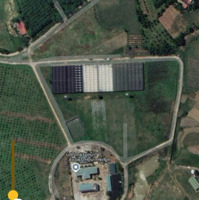 Bán Lô Đất Thổ Cư 228 M2- Đối Diện Viện Nghiên Cứu Cây Trồng- Đường Rộng: 8M- Giá: 240 Triệu/ Nền