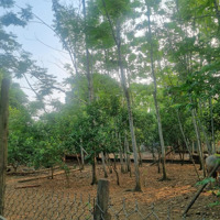 Cần Bán Lô Đất Của Dân 2 Sổ Thổ Cư Nhiều Có Thể Đầu Tư Nghỉ Dưỡng Phân Lô Tại Phú Mãn Quốc Oai Hn