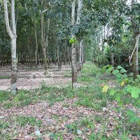 Bán Đất Đẹp 1553,6M2 Tại Ấp Long Tân, Bến Cầu, Tây Ninh Chỉ Với 1,2 Tỷ, Đã Có 340M2 Thổ Cư