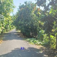 Bán Vườn Mít: 11.600M² (Mặt Tiền 49M, Hậu 24M) Đường Nhựa 3.5M, Xã Bình Hàng Tây, H Cao Lãnh