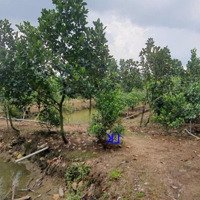 Bán Vườn Mít: 11.600M² (Mặt Tiền 49M, Hậu 24M) Đường Nhựa 3.5M, Xã Bình Hàng Tây, H Cao Lãnh