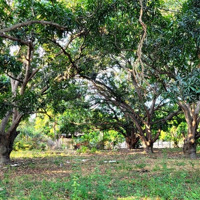 Bán Đất 2.779M2 Thị Trấn Cam Đức Cam Lâm Khánh Hoà