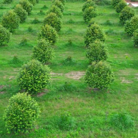 Bán 22 Hecta Sầu Riêng Thái Giá Chỉ 350K/M Giáp Sông Dài, Huyện Khánh Vĩnh, Khánh Hoà 0788.558.552