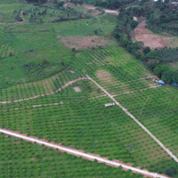 Bán 22 Hecta Sầu Riêng Thái Giá Chỉ 350K/M Giáp Sông Dài, Huyện Khánh Vĩnh, Khánh Hoà 0788.558.552