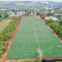 gửi bán lô đất lớn, ngay sân bay Liên Khương - Đà Lạt 8600m2 giá rẻ sock bất ngờ
