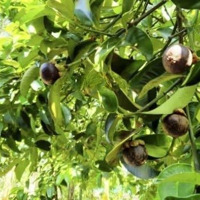 Chính Chủ Bán Lô Đất Mặt Tiền Nhựa Giá Chỉ 500 Triệu!