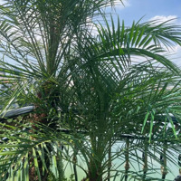 Hot...hot -Mặt Phố Mai Anh Tuấn - 6T Thang Máy - Vừa Ở Vừa Kinh Doanh- View Hồ 44/55T1 . Giá Bán 29 Tỷ