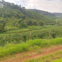 Bán Lô Đất 6 Sào Lộc Tân 2 Sổ Riêng, Đường Đi Giữa Đất View Thoáng Gần Kdl Dambri