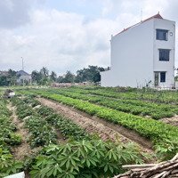 Siêu Hót Cần Bán 3 Lô Đất Đấu Giá Liền Kề, Tại Chí Minh, Tứ Kỳ, Hải Dương