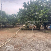 Bán Nhà Vườn Khu Làng Bưởi Tân Triều Mát Mẻ Quanh Năm