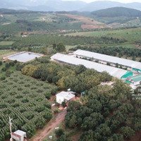 Bán Gấp 2 Lô Đất Mê Linh, Lâm Hà, Lâm Đồng - 1 Lô 17Ha, 1 Lô 20Ha. Giá Bán 8 Tỷ/Ha