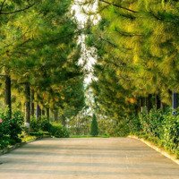 Bán Bt Tại The Phoenix Garden, Phùng, Đan Phượng, Hà Nội, 80 Triệu/M2, 217M2