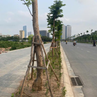 Cho Thuê Mặt Bằng Để Trồng Cây, Đậu Xe, Để Vlxd...tại Mễ Trì, Đại Lộ Thăng Long