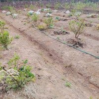 Bán Đất Quán Trạch - Liên Nghĩa - Văn Giang - Hưng Yên - 420M2 - Giá Đầu Tư Phân Lô