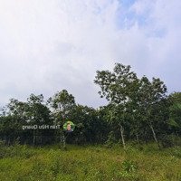 Bán Đất Vườn Cao Su Hòa Bình Xuyên Mộc 25.400M2 Giá Chỉ 7,5 Tỷ