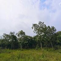 Bán đất vườn cao su Hòa Bình Xuyên Mộc 25.400m2 giá chỉ 7,5 tỷ