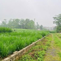 Bán Đất Giá Rẻ Tại Yên Bài, Ba Vì, Hà Nội, Chỉ Với 7 Triệu / M2