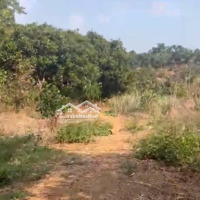 Bán 2.2 Ha Đất Tân Phước, Huyện Đồng Phú
