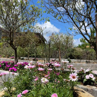 Nhà Vườn Nghỉ Dưỡng Trung Tâm Phường Lộc Tiến - Tp. Bảo Lộc Diện Tích: 500M2 - View Suối Thoáng Mát
