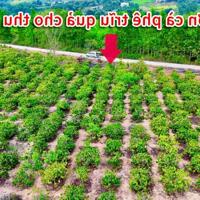 Đất thị trấn Ea Knop- Ea Kar-Đắk Lắk dt 10*60m quy hoạch đất ở đô thị lên thổ ngay được chỉ 168tr/lô bao sổ
