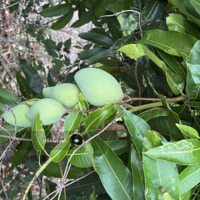 Chủ Kẹt Tiền Bán Gấp Vườn Xoài Cổ Thụ Tại Định Quán, Ngân Hàng Có Hỗ Trợ Vay Lên Đến 70% Giá Trị