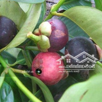 Cần Bán Gấp Vườn Cây Trái Dầu Giây Giá Tốt 990 Triệu/Sào,Diện Tích1600M2, Ngân Hàng Hỗ Trợ Vay Hơn 50%