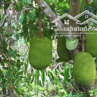 Cần Bán Gấp Vườn Cây Trái Dầu Giây Giá Tốt 990 Triệu/Sào,Diện Tích1600M2, Ngân Hàng Hỗ Trợ Vay Hơn 50%