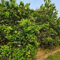 Chủ Kẹt Vốn Cần Bán Gấp Vườn Gần Dầu Giây Giá Tốt Chỉ 900 Triệu/Sào - Sổ Hồng Riêng