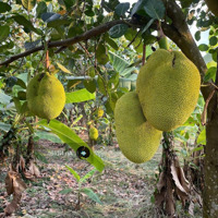 Chủ Kẹt Vốn Cần Bán Gấp Vườn Gần Dầu Giây Giá Tốt Chỉ 900 Triệu/Sào - Sổ Hồng Riêng
